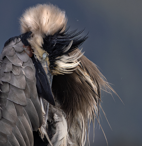 Jacquie Matechuk Print