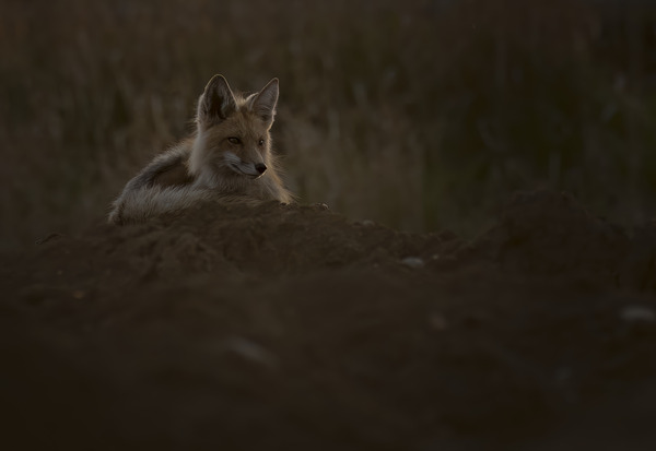 Donna Feledichuk Print