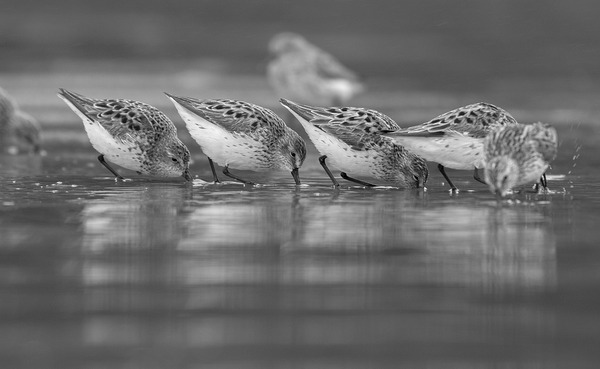 Emma Menchions Print