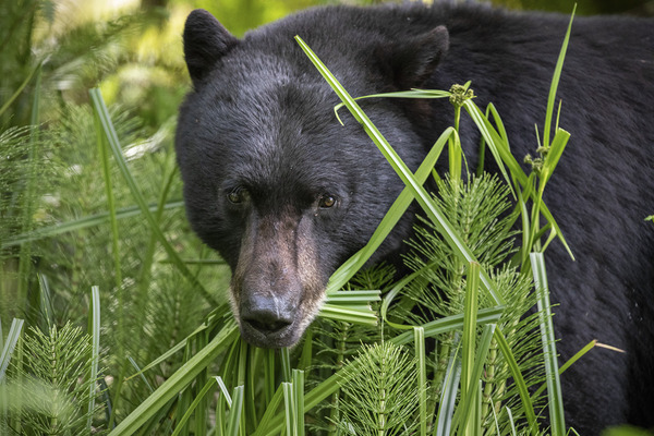 Emma Menchions Print