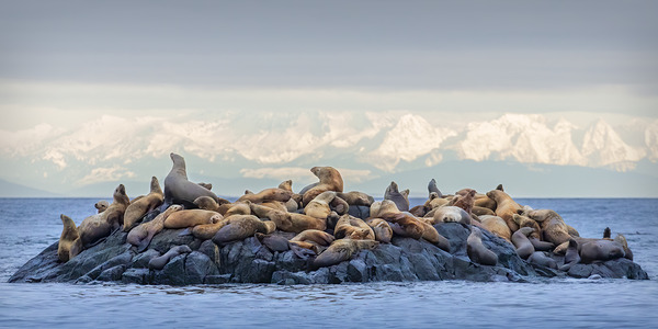 Josh DeLeenheer Print