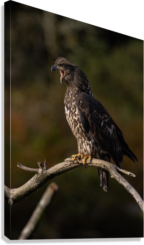 Jacquie Matechuk Canvas Print