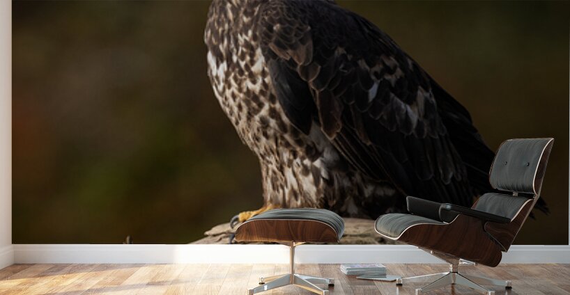 Jacquie Matechuk Wall Murals