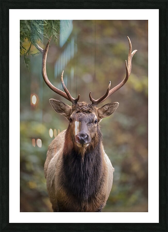 Josh DeLeenheer Picture Frame print