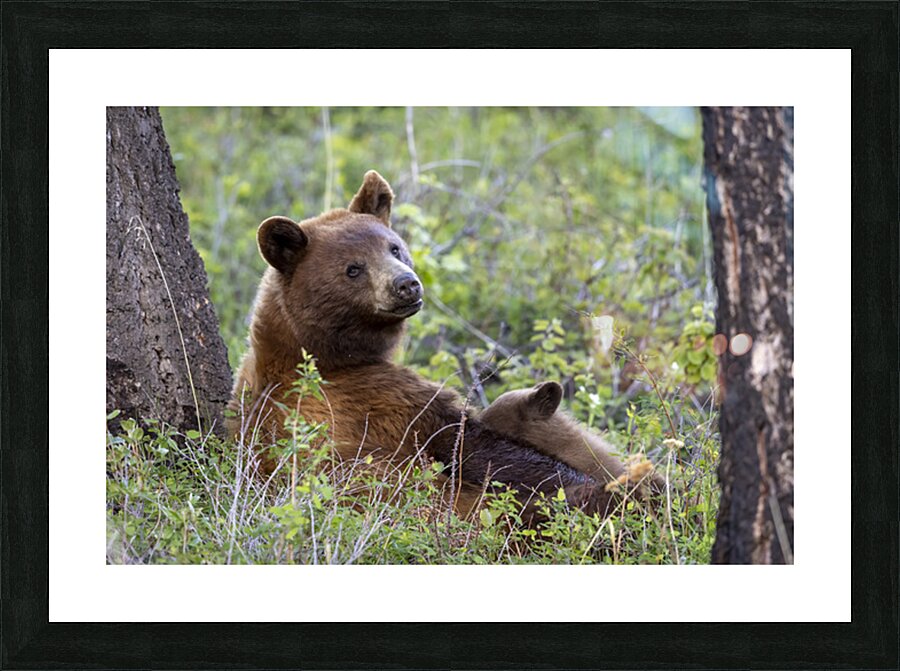 Tim Osborne Picture Frame print