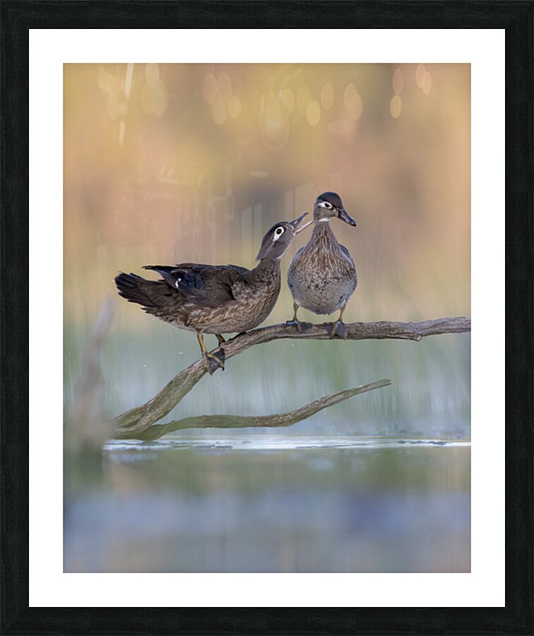 Aaron Todd Picture Frame print