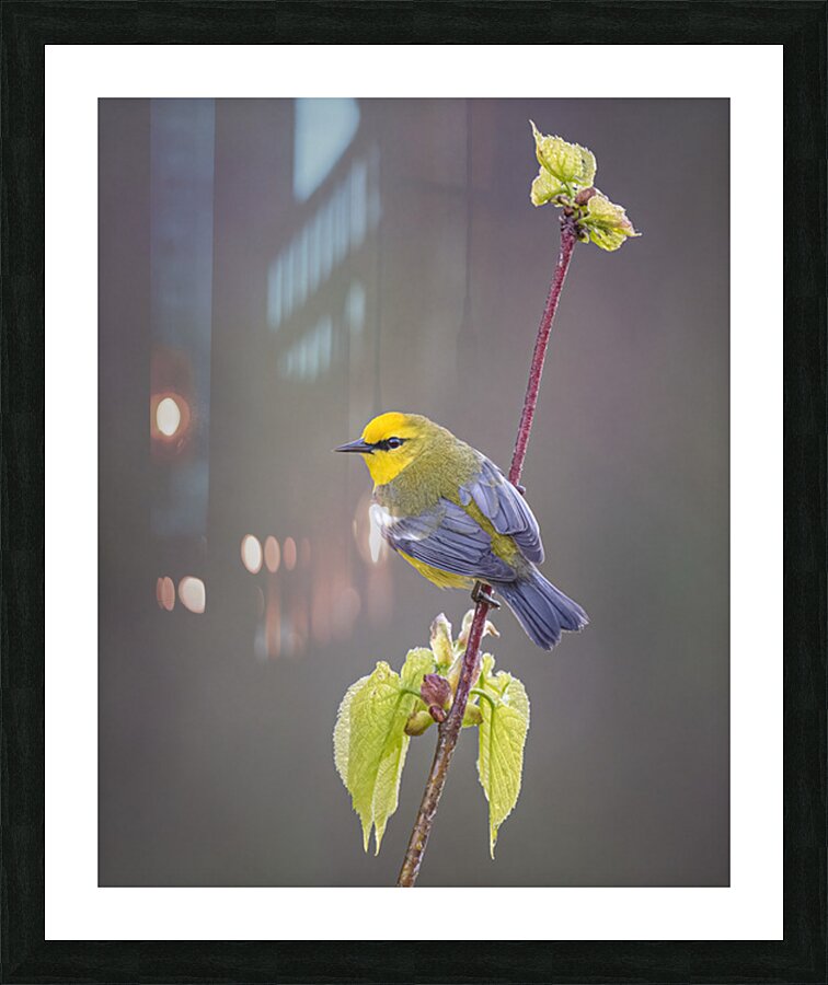 Aaron Todd Picture Frame print