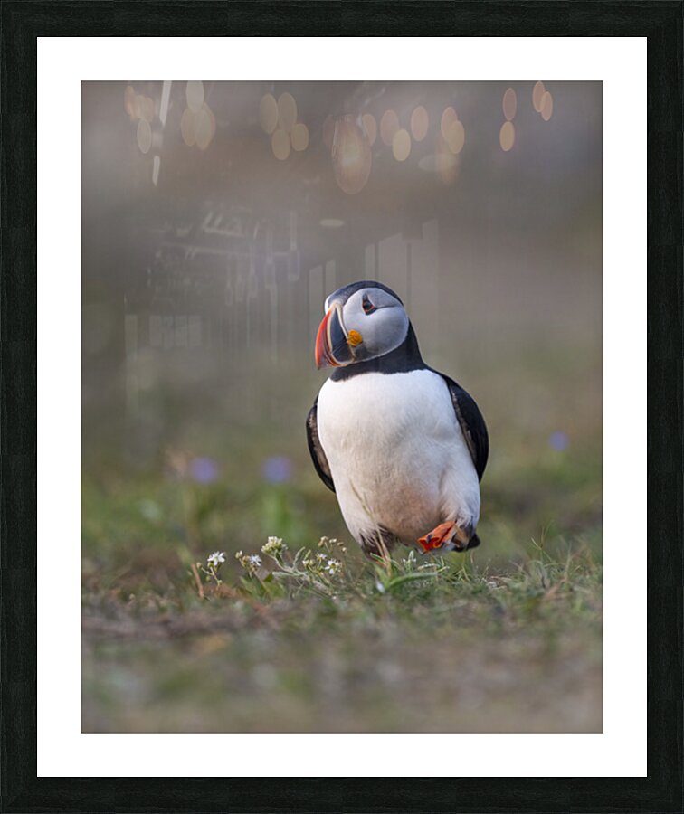 Aaron Todd Picture Frame print