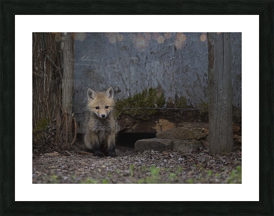 Donna Feledichuk Picture Frame print