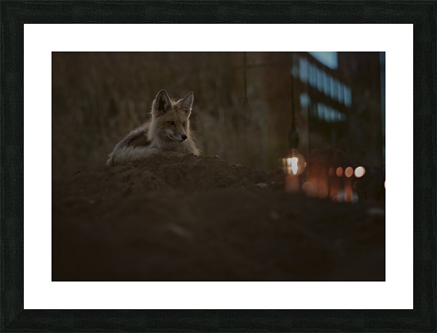 Donna Feledichuk Picture Frame print