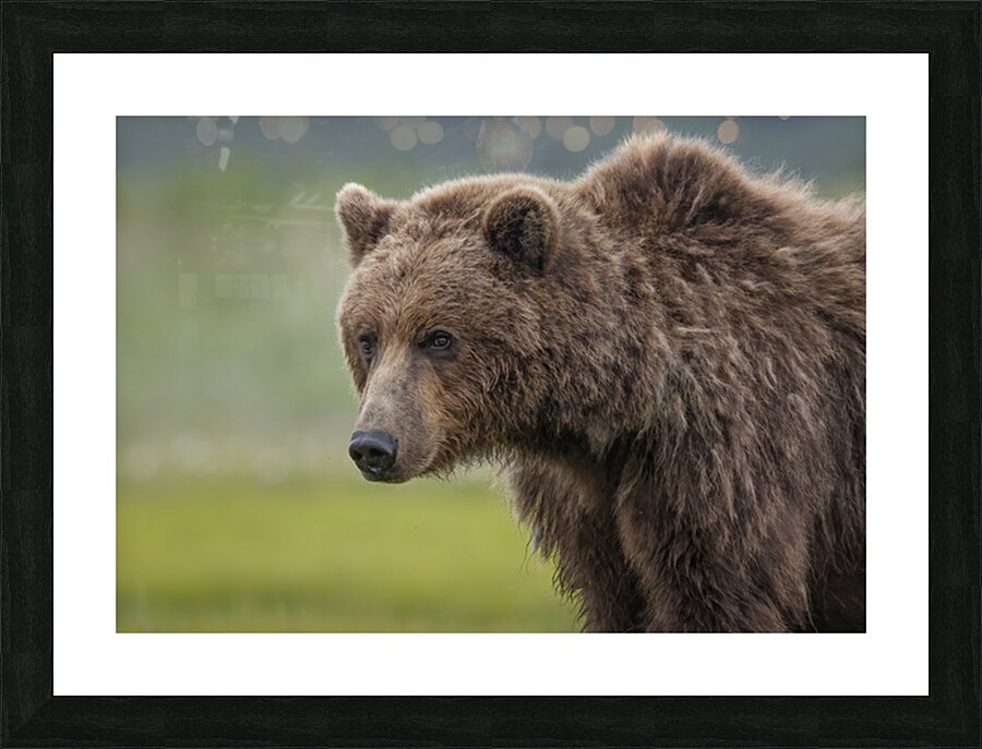 Donna Feledichuk Picture Frame print