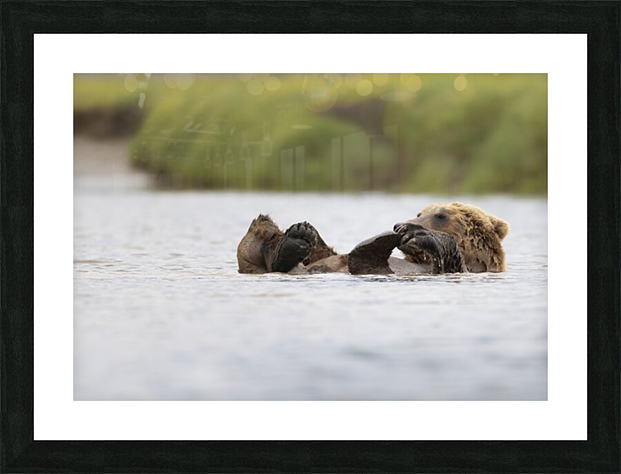 Donna Feledichuk Picture Frame print