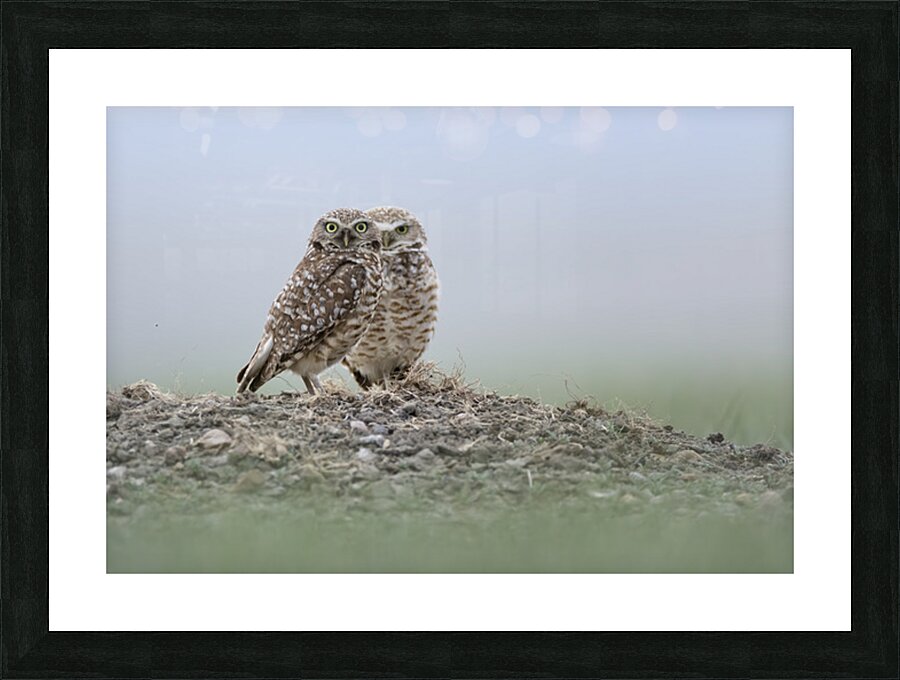 Donna Feledichuk Picture Frame print