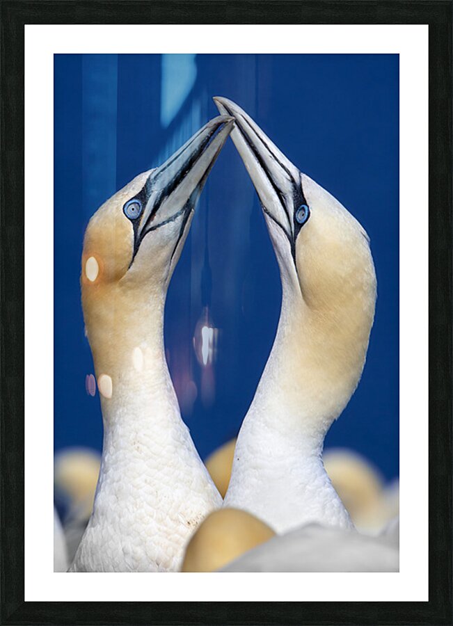 Justin Taus Picture Frame print