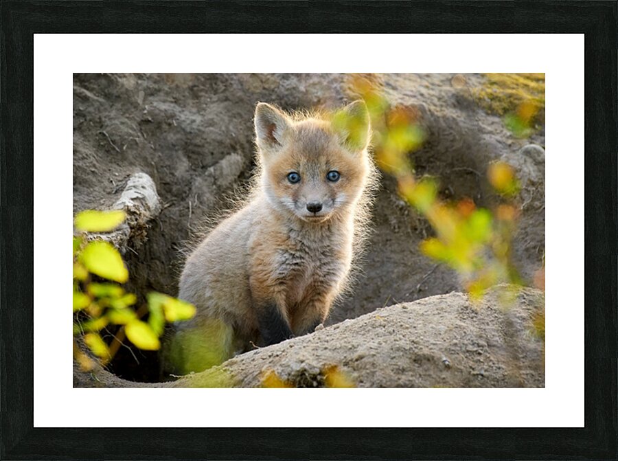 Justin Taus Picture Frame print