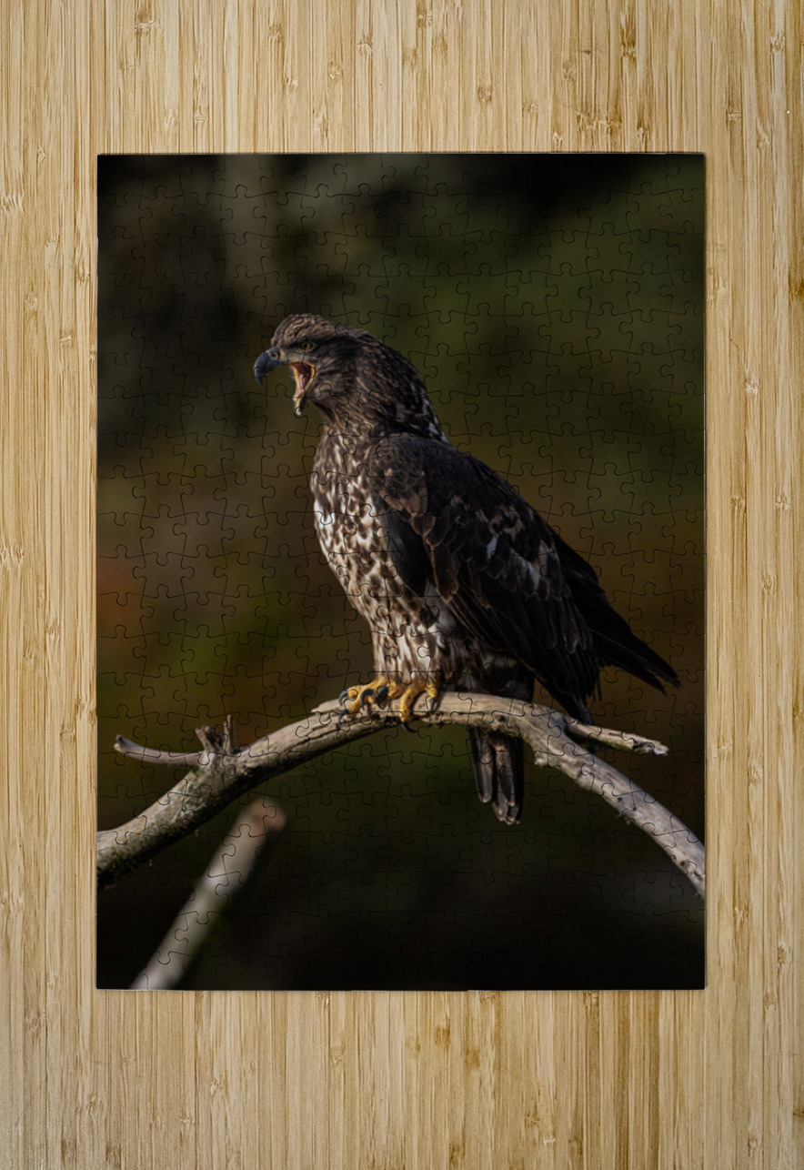 Jacquie Matechuk Canadian Conservation Photographers Collective Puzzle printing