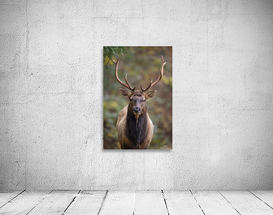 Josh DeLeenheer Wall Preview