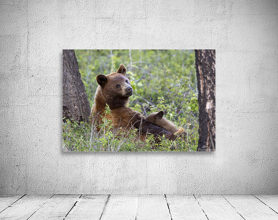 Tim Osborne Wall Preview