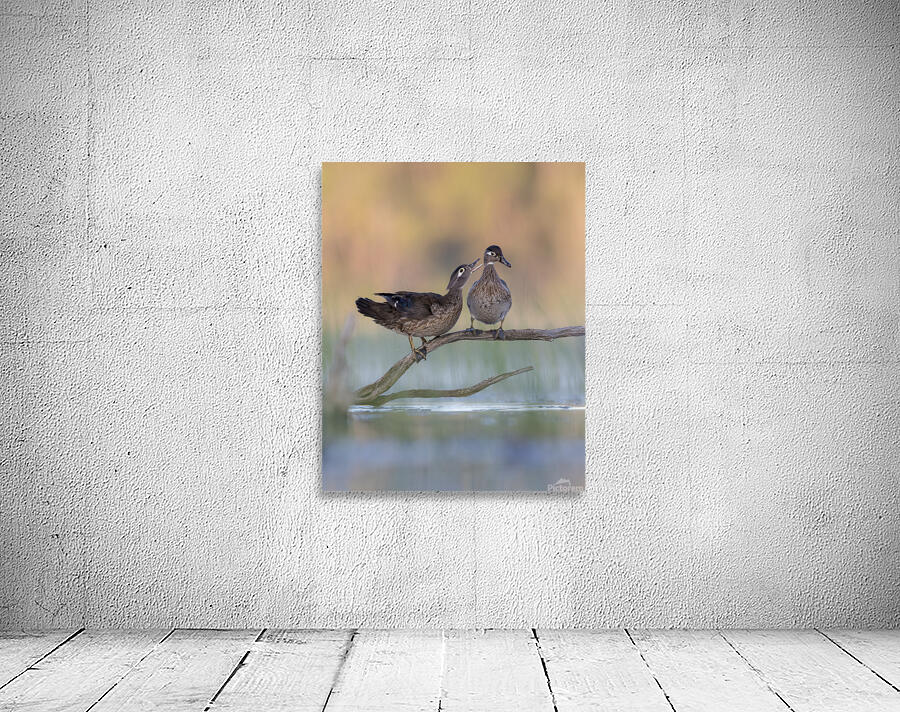 Aaron Todd Wall Preview