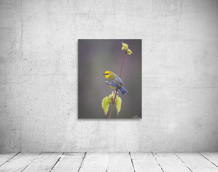 Aaron Todd Wall Preview