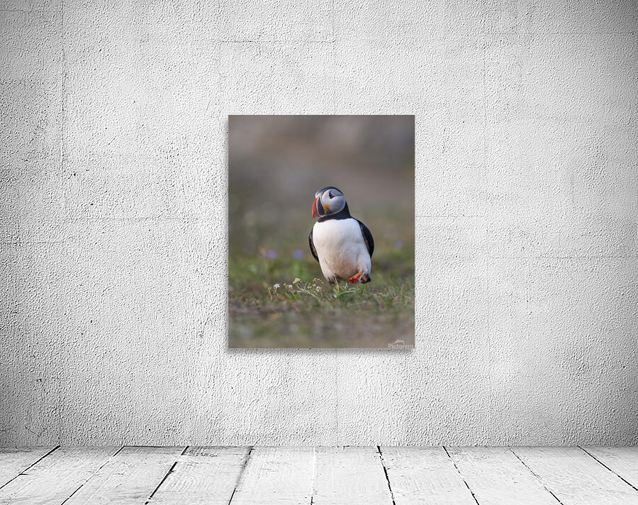 Aaron Todd Wall Preview