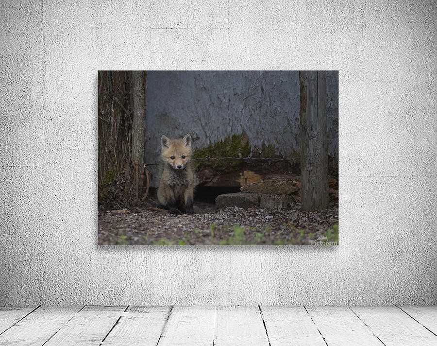 Donna Feledichuk Wall Preview