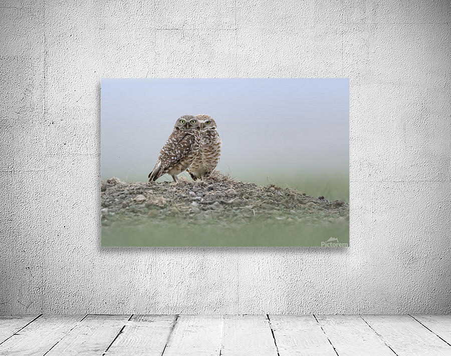 Donna Feledichuk Wall Preview