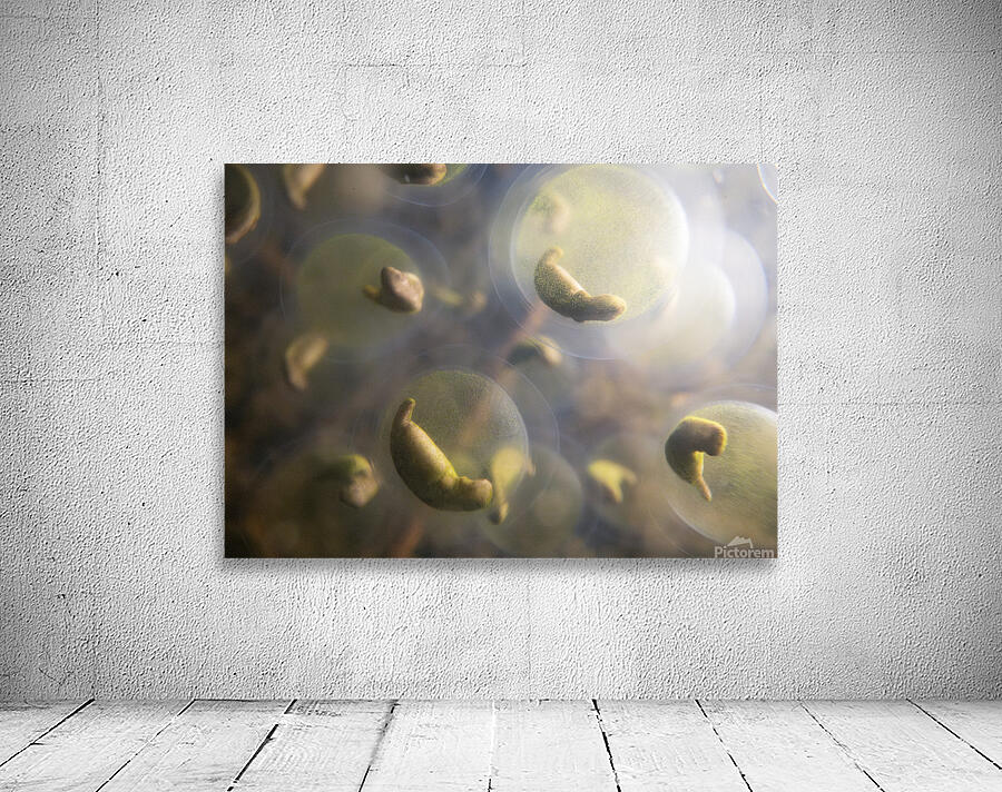 Mark Bernards Wall Preview