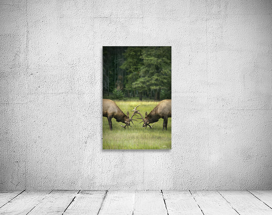 Emma Menchions Wall Preview