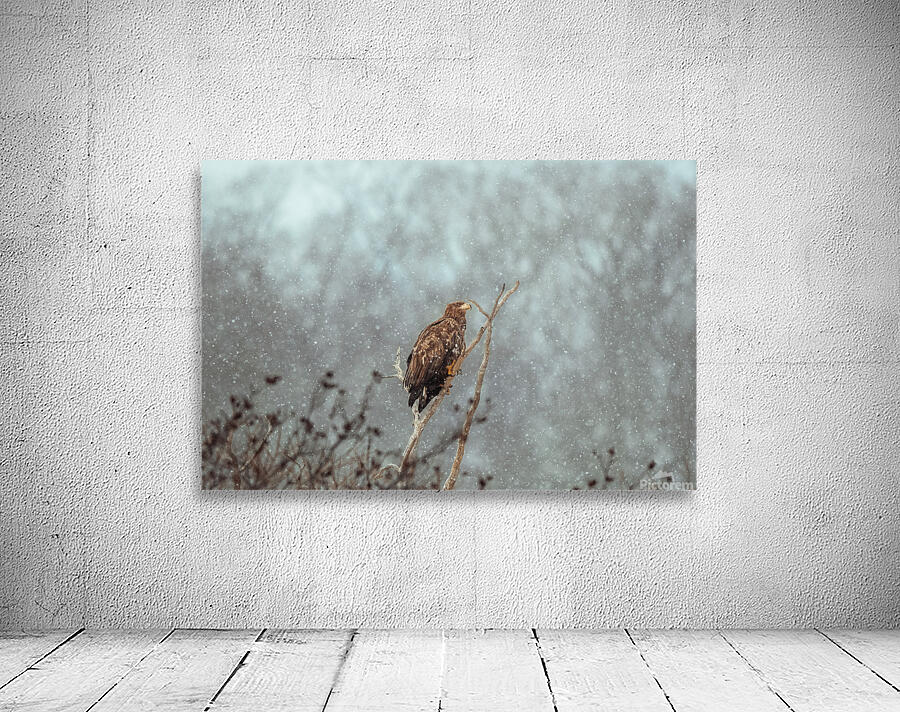 Beatrice Vu Wall Preview