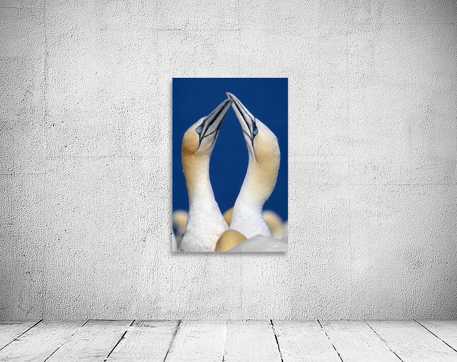 Justin Taus Wall Preview