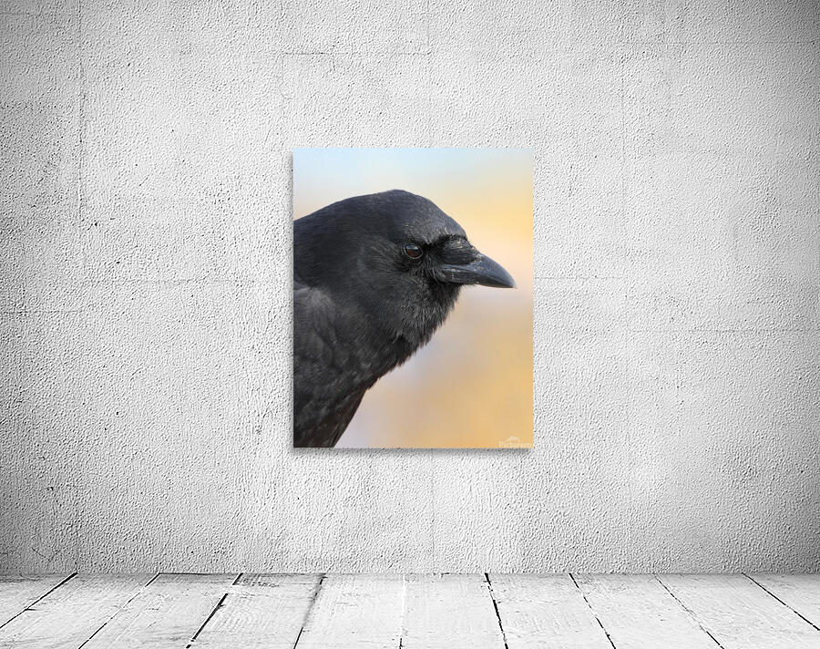 Justin Taus Wall Preview