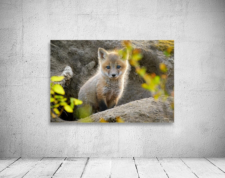 Justin Taus Wall Preview