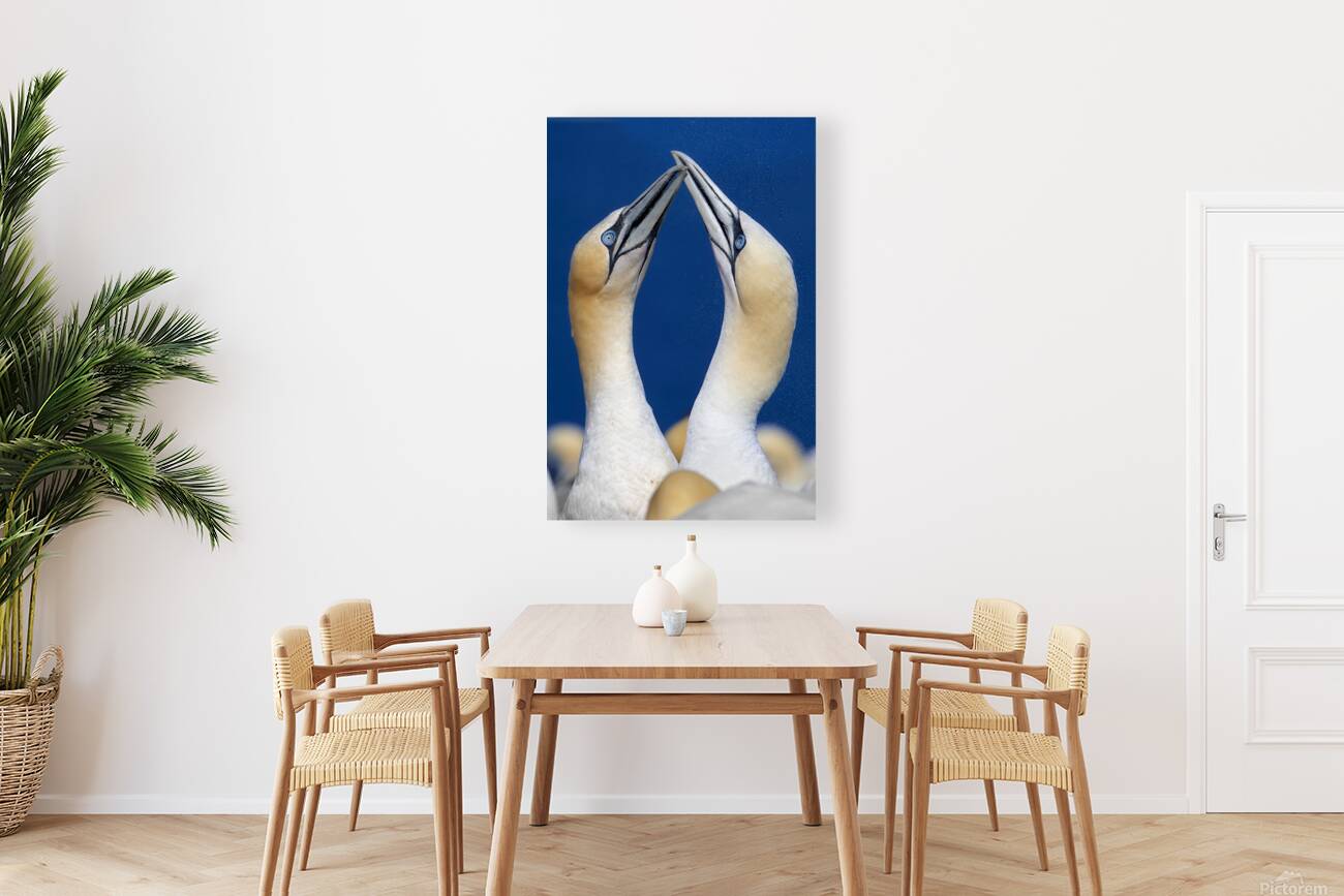 Justin Taus Reproduction